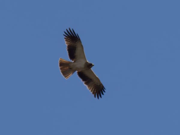 <h3><a href="/trips/ebro/biota/animalia/chordata/aves/017 accipitriformes/004 accipitridae/hieraaetus pennatus/hieraaetus pennatus-nl.html">Hieraaetus&nbsp;pennatus</a> / Booted&nbsp;eagle / Dwergarend</h3>OM-1 Mark II met M.300mm F4.0 + MC-14, 1/2000 sec  bij F5.6, ISO 400